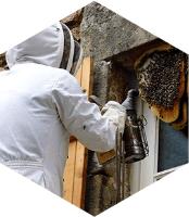 Bee Man Removal & Relocation  image 1